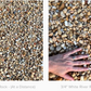 Davis Project - White River Rock + Seashells